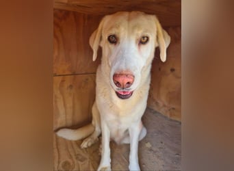 Goldschatz DIVA-sanfte, feinfühlig, zugewandt, aufgeschlossen-fehlt nur ihr liebevolles Zuhause