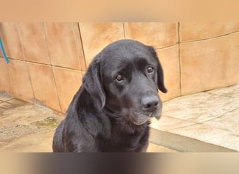 Wundervoller ABEL- Seelen-Herzenshund wartet sehnsüchtig auf seine Herzensmenschen