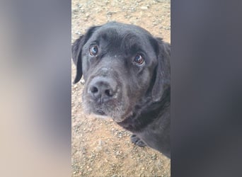 Wundervoller ABEL- Seelen-Herzenshund wartet sehnsüchtig auf seine Herzensmenschen