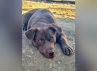 Zuckersüßer BROWNIE-ist Freude pur, anpassungsfähig wartet sehnsüchtig auf seine liebevolle Familie Zuckersüßer BROWNIE-ist Freude pur, anpassungsfähig wartet sehnsüchtig auf seine liebevolle Familie
