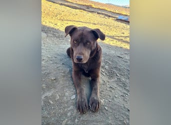 Zuckersüßer BROWNIE-ist Freude pur, anpassungsfähig wartet sehnsüchtig auf seine liebevolle Familie Zuckersüßer BROWNIE-ist Freude pur, anpassungsfähig wartet sehnsüchtig auf seine liebevolle Familie