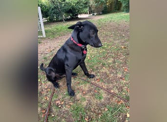 Benni- kleiner Charmeur sucht sein Glück Benni- kleiner Charmeur sucht sein Glück