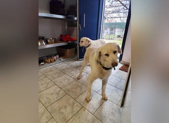 Filou sucht ein liebevolles, hunderfahrenes Zuhause