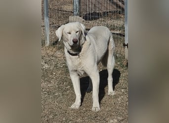 Filou sucht ein liebevolles, hunderfahrenes Zuhause