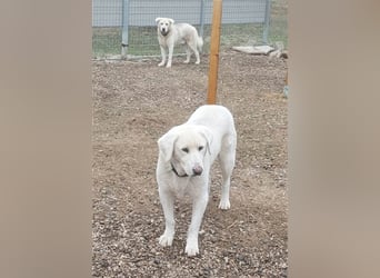 Filou sucht ein liebevolles, hunderfahrenes Zuhause