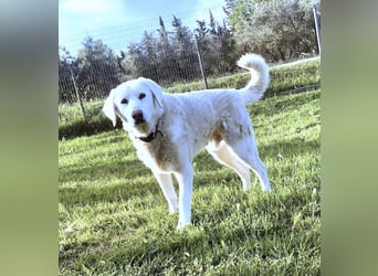 Filou sucht ein liebevolles, hunderfahrenes Zuhause