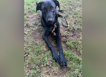 Benni- kleiner Charmeur sucht sein Glück Benni- kleiner Charmeur sucht sein Glück