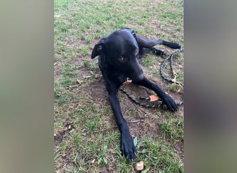 Benni- kleiner Charmeur sucht sein Glück Benni- kleiner Charmeur sucht sein Glück