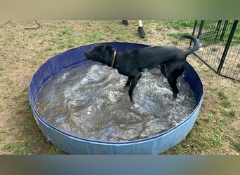 Benni- kleiner Charmeur sucht sein Glück Benni- kleiner Charmeur sucht sein Glück