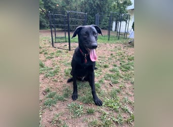 Benni- kleiner Charmeur sucht sein Glück Benni- kleiner Charmeur sucht sein Glück