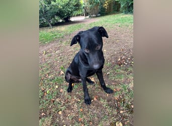 Benni- kleiner Charmeur sucht sein Glück Benni- kleiner Charmeur sucht sein Glück