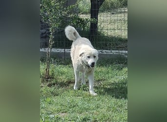 Filou sucht ein liebevolles, hunderfahrenes Zuhause