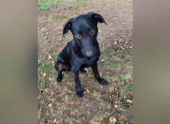 Benni- kleiner Charmeur sucht sein Glück Benni- kleiner Charmeur sucht sein Glück