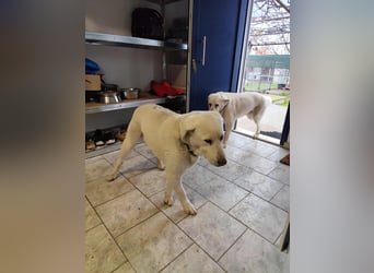 Filou sucht ein liebevolles, hunderfahrenes Zuhause