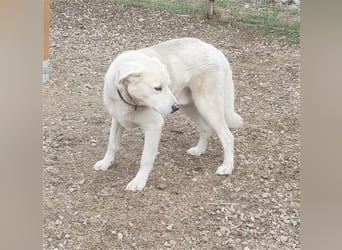 Filou sucht ein liebevolles, hunderfahrenes Zuhause