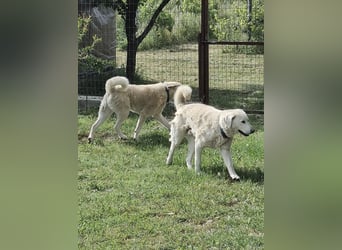 Filou sucht ein liebevolles, hunderfahrenes Zuhause