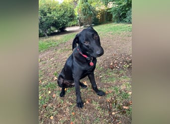 Benni- kleiner Charmeur sucht sein Glück Benni- kleiner Charmeur sucht sein Glück