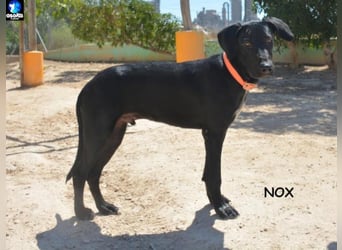 ❤️NOX❤️