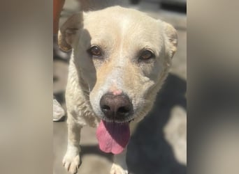 BAILEY aus 45731 Waltrop - lebensfroher Hundejunge sucht endlich sein Glück