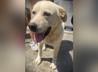 BAILEY aus 45731 Waltrop - lebensfroher Hundejunge sucht endlich sein Glück