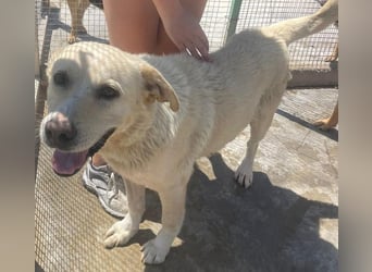 BAILEY aus 45731 Waltrop - lebensfroher Hundejunge sucht endlich sein Glück