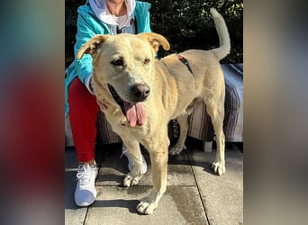 BAILEY aus 45731 Waltrop - lebensfroher Hundejunge sucht endlich sein Glück