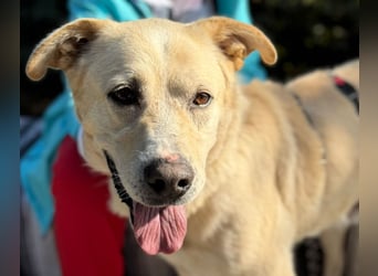 BAILEY aus 45731 Waltrop - lebensfroher Hundejunge sucht endlich sein Glück