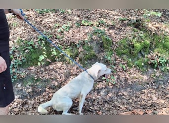 Labrador Mischling Mimi