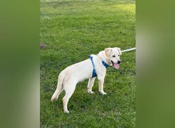 Labrador-Mix Welpe Spike