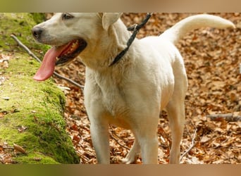 Labrador Mischling Mimi