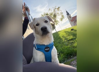 Labrador-Mix Welpe Spike