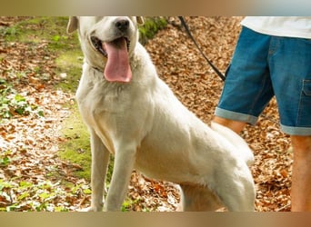 Labrador Mischling Mimi