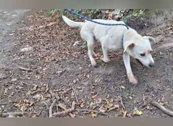 Labrador Mischling Mimi