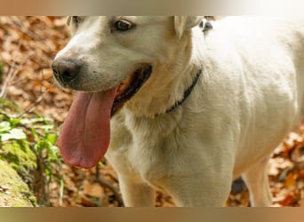 Labrador Mischling Mimi