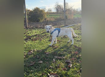 Labrador-Mix Welpe Spike