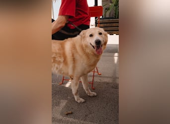 Wundervolle Capuccina