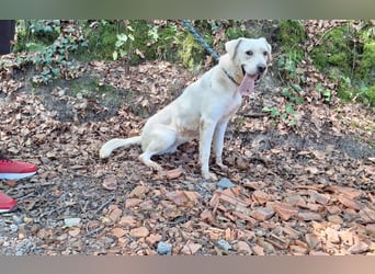 Labrador Mischling Mimi