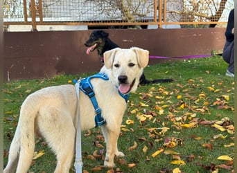 Labrador-Mix Welpe Spike