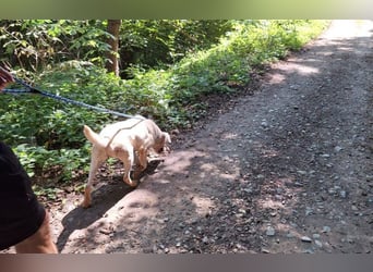 Labrador Mischling Mimi