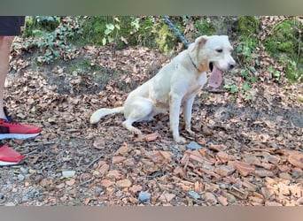 Labrador Mischling Mimi