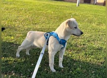 Labrador-Mix Welpe Spike