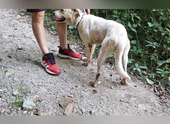 Labrador Mischling Mimi