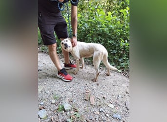 Labrador Mischling Mimi