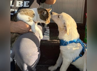 Labrador-Mix Welpe Spike