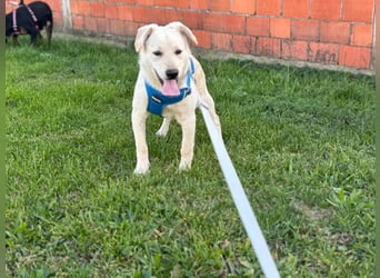 Labrador-Mix Welpe Spike