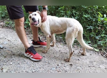 Labrador Mischling Mimi