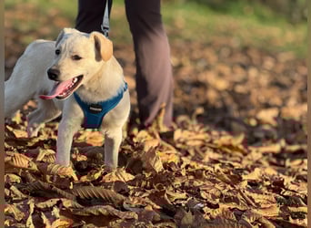 Labrador-Mix Welpe Spike