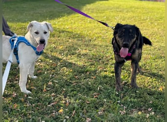 Labrador-Mix Welpe Spike