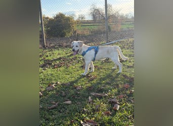 Labrador-Mix Welpe Spike