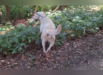 Labrador Mischling Mimi